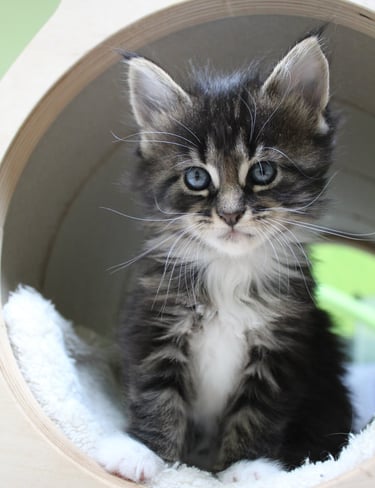 a kitten kitten kitten sitting in a cat bed