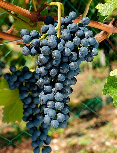 Gesunde Divico-Rebstöcke mit natürlicher Krankheitsresistenz für exzellenten Wein