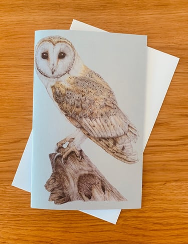 Barn Owl