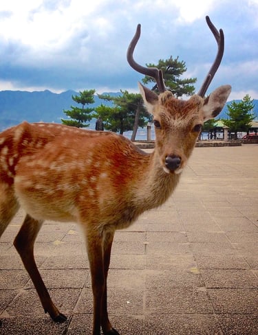 a deer on island in Japan
