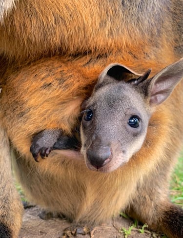 joey a baby kangaroo in pouch