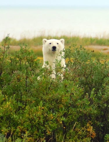 a polar bear in the wild