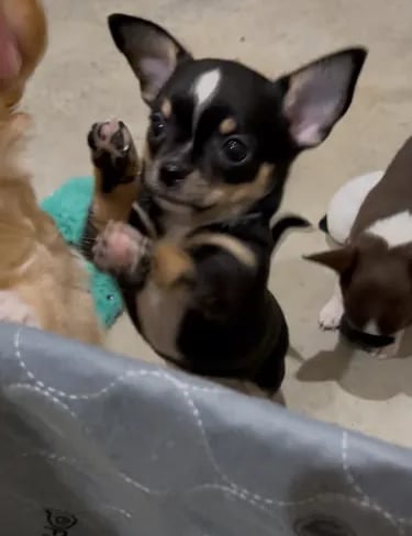 Black tri AKC Chihuahua pup from Louisiana with paws in the air