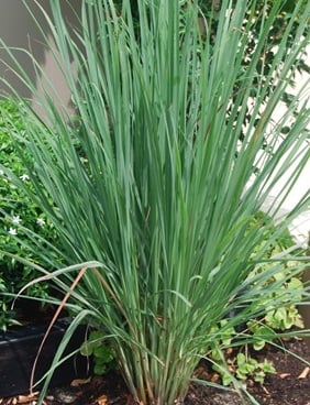 lemon grass