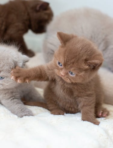 Adorable brown and lilac British Shorthair kittens playing together on a soft white blanket.