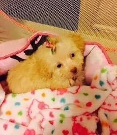 puppy sleeping on the couch