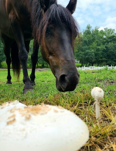 Health Vibes - A therapy horse is learning about mushrooms