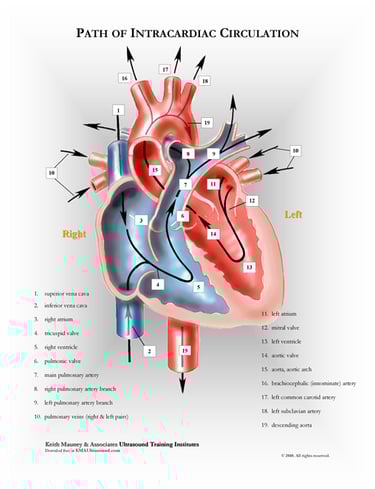 The heart- path of blood flow anatomy chart.