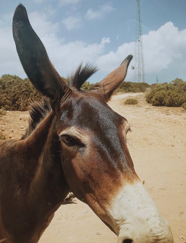 a donkey standing very close to camera