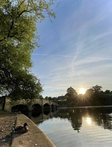 a duck next to a river and a bridge