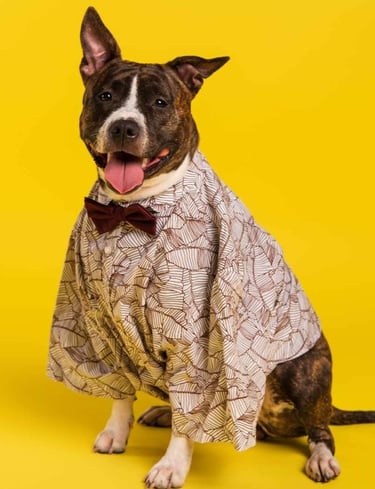 Perro café  con camisa  blanca con diseño en cafe y corbatin café
