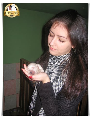 Golden Retriever PUPPY in Sleepysong Kennel