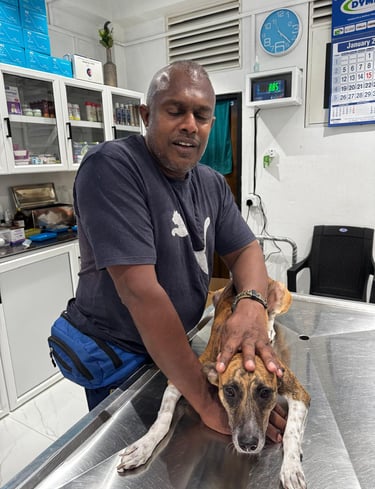 dog receiving veterinary care at pet pulse animal hospital in Battaramulla