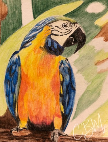 CBM Art Parrot Coloured Pencils