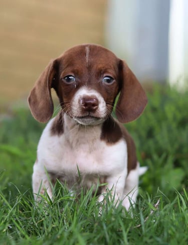 Puppies for Sale 