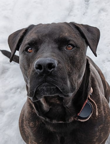 Guinness the Therapy Dog