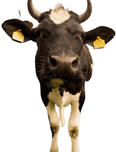 Ostéopathie pour vache, brebis et chèvre