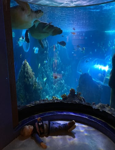 Toddler looking up at turtles in the Konstanz Sealife Center