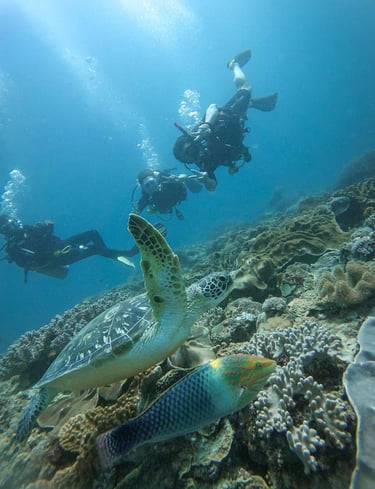 Scuba divers swimming near a green sea turtle and colorful tropical fish on a vibrant coral reef.