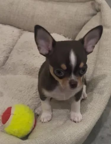 AKC Chihuahua pup adopted—chocolate and white companion from Louisiana resting with ball on dog bed