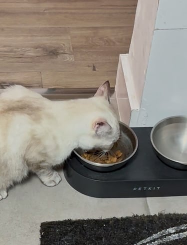 PETKIT CYBERTAIL Cuenco Elevado e Inclinado de Acero Inoxidable Antideslizante