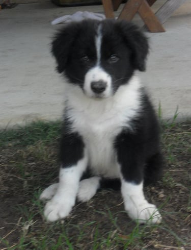 Black and White Puppy Border Collie 