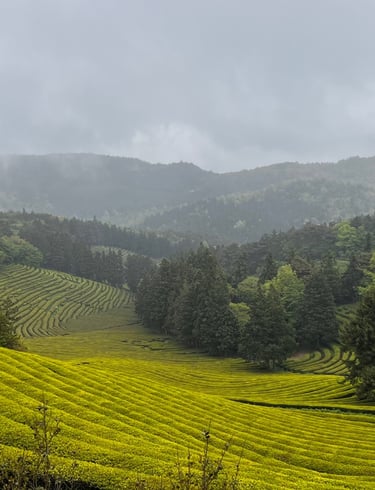Boseong tea fields