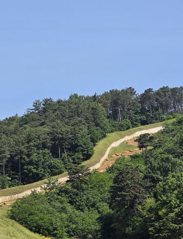Naseong City Wall as it curves behind a wooded area