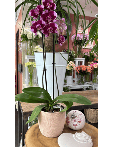 Purple Phalaenopsis orchid in a textured ceramic pot on display in a floral shop.