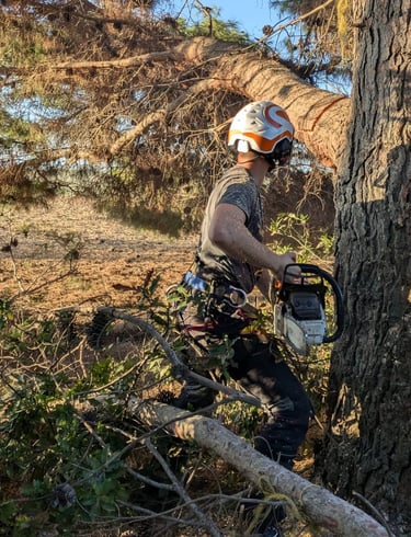 elagage marsillargues