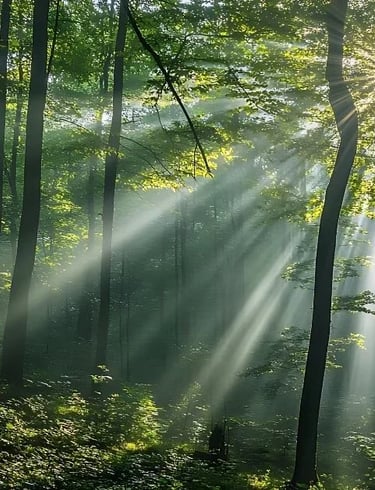 Lumière naturelle apaisante pour illustrer la gestion des émotions difficiles grâce à la sophrologie