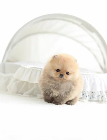 Teacup Pomeranian Puppies for Sale 