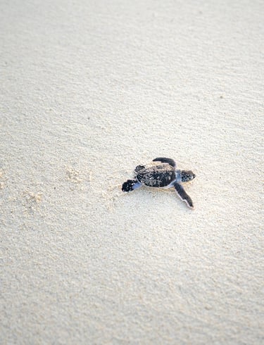 Green Sea Turtle, Entrecasteaux