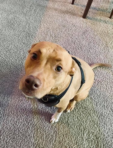 dog cbd dallas dfw