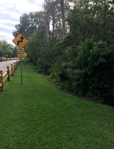 a bunch of trees on both sides of a paved road