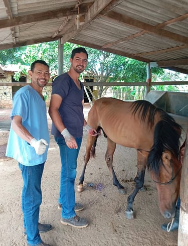 Veterinário especializado cuidando da saúde de cavalo de competição