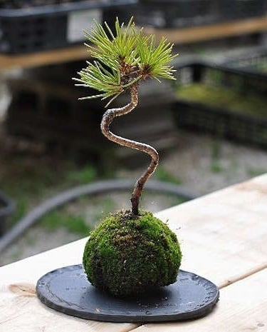 A kokedama ball plant wrapped in moss