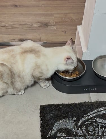 PETKIT CYBERTAIL Cuenco Elevado e Inclinado de Acero Inoxidable Antideslizante