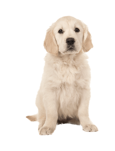 Ostéopathie pour chien et chat