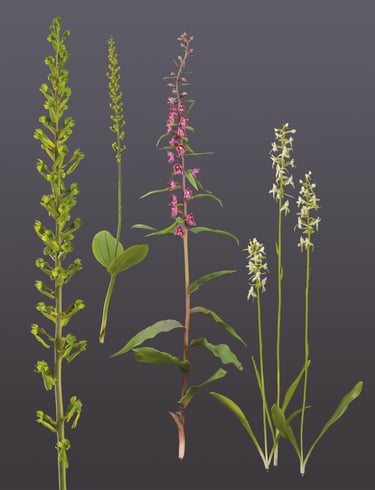 Großes Zweiblatt (Neottia ovata), epoxy model von sebatian brandt