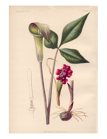 botanical print of jack-in-the-pulpit, arisaema triphyllum