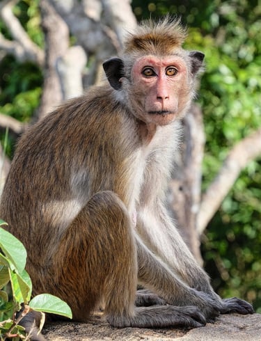 a monkey sitting on a rock in the woods