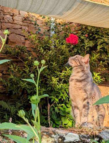 un chat assis sur un mur de pierre à côté d'une fleur