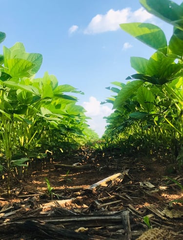 Safra de Soja - Fazenda Iowa Mato Grosso