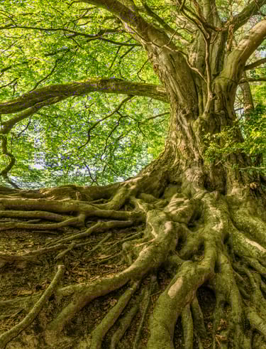 Centering and Grounding. Purification. Aura and Chakra Systems, Aura Maintenance, Centering and Grou