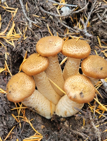 a group of mushrooms growing from a mushroom hole