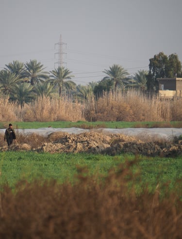 an Iraqi man waling in a green field with tall palm trees in the background