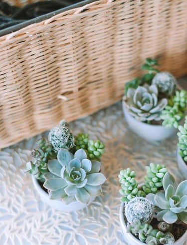 Dekorativer Korb mit grünen Sukkulenten daneben.