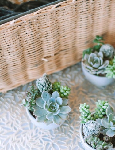 Decorative basket with green succulents placed beside it.