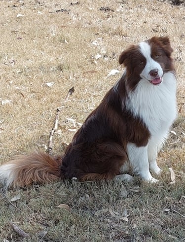 chocolate border collie